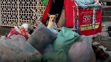 Animales sin hogar reciben una mano amiga
