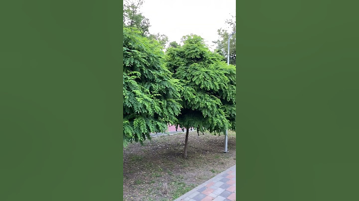 ЖЕСТЬ!!! ЭТО САМЫЕ КРАСИВЫЕ ДЕРЕВЬЯ В НАШЕМ ПАРКЕ!!??🙄🤔😏#shorts #tiktok #чудо #дерево #district