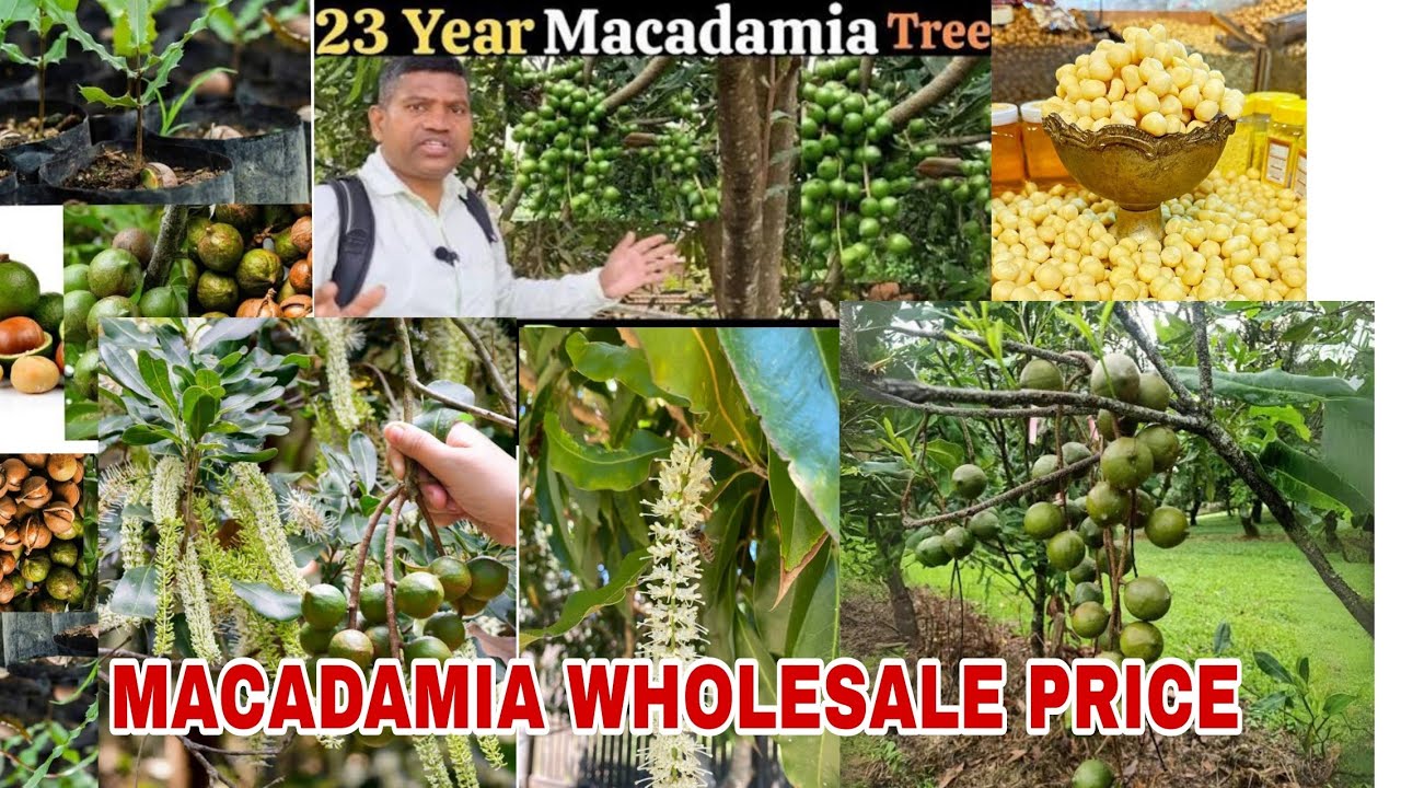 Macadamia Grafted 