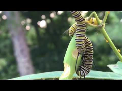 camera iphone 8 plus apk Beautiful Monarch Caterpillars eat seed pod in my garden