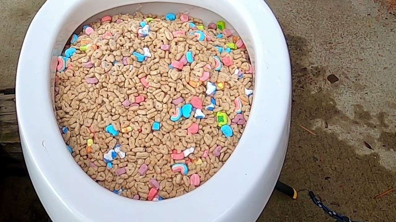 Lucky Charms - Will it flush? - St. Patrick's Day Flush 