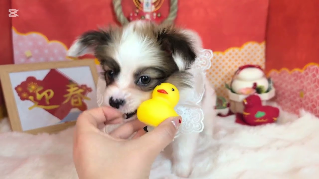 パピヨン - YouTube