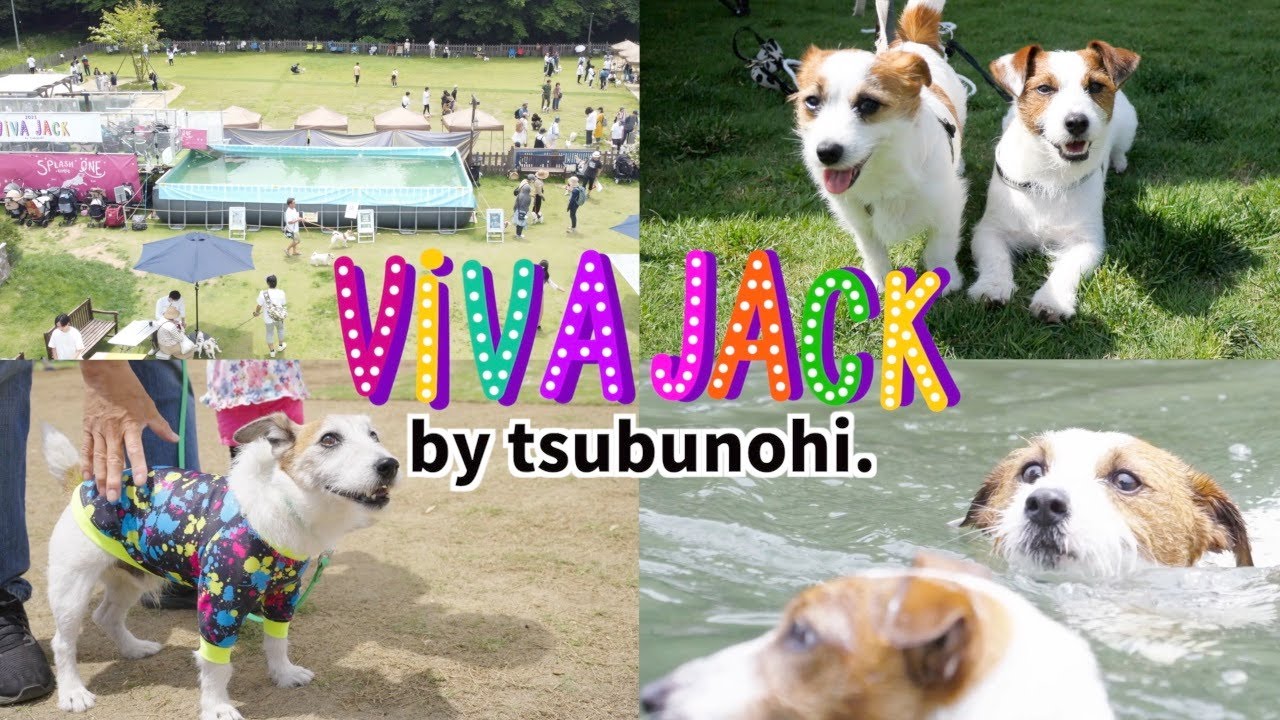 【VIVAJACK】ドッグランを貸し切って250頭のジャックが集まるイベントを開催しました#1/ジャックラッセルテリア