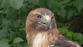 How eagles came back from nearly being extinct in NY