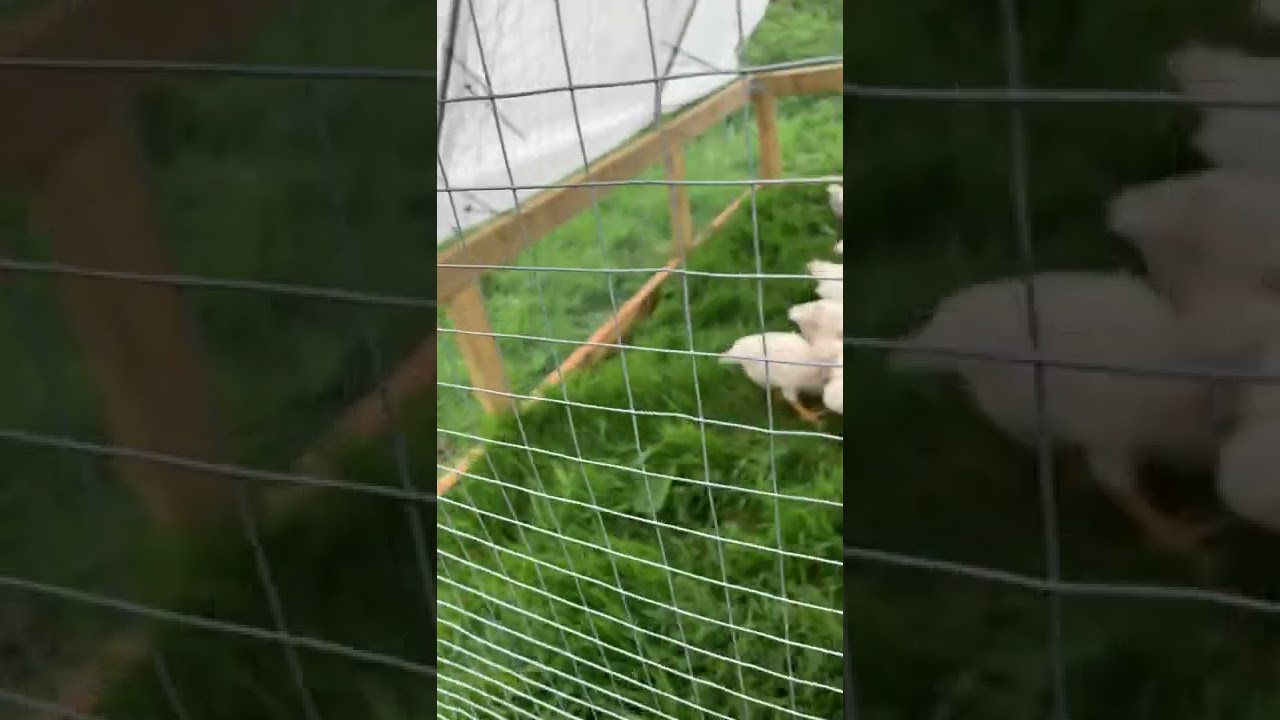 PASTURE RAISED AND HERB FEB