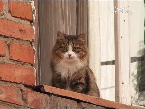 В Самаре предлагают ужесточить "закон о тишине"