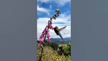 Hummingbirds Video | Beautiful Little Birds Video#shorts#nature#ytshorts#birdslover
