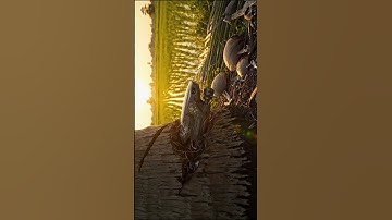 Drone crashes into coconut palm tree​ #aivideo #fpv #drone #dji​ #shorts