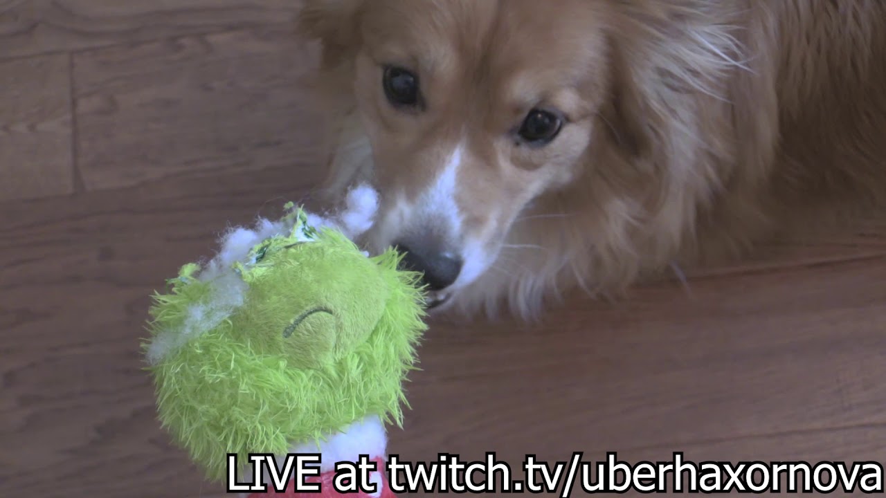 Dog vs Grinch (spoilers Grinch lost) - Dog vs Grinch (spoilers Grinch lost)