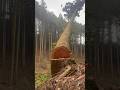 Lumberjack skunk #chainsaw #logger #stihlchainsaw #logging #林業