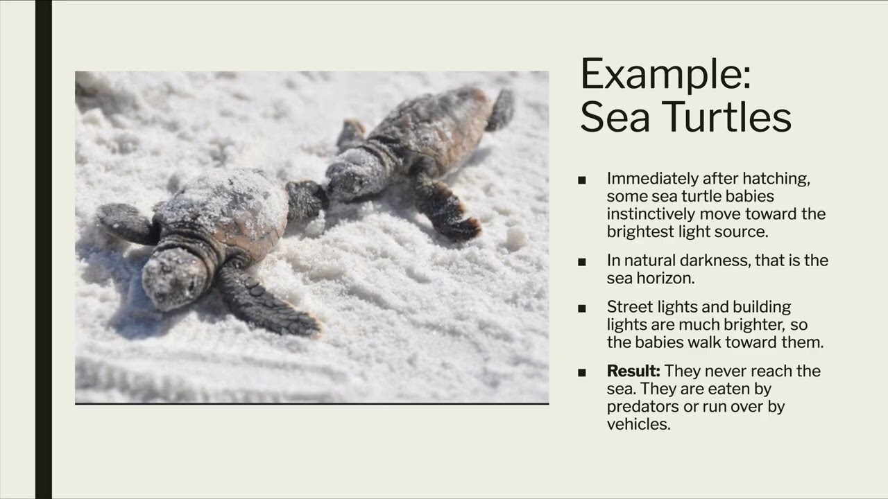 Section 3 How Does Light Pollution Affect Animals And Plants YouTube Section 3 How Does Light Pollution Affect Animals And Plants YouTube