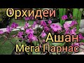 20.02.21.ОРХИДЕИ и долгожданные горшки😂в Ашане Мега Парнас.