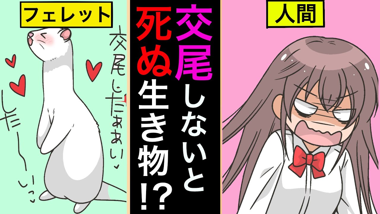 漫画 交尾をしないと死ぬ生き物 動物の交尾の特殊な生態 雑学漫画 Youtube 漫画 交尾をしないと死ぬ生き物 動物の交尾の特殊な生態 雑学漫画 Youtube