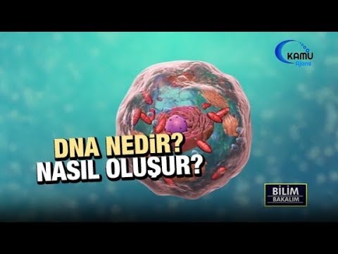 DNA NEDİR VE NASIL OLUŞUR   ??