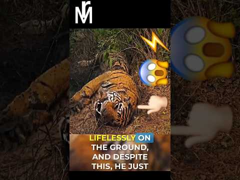 You Won T Believe What Happened To This Tiger 