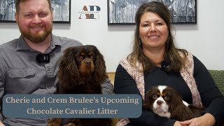 Cherie and Crem Brulee's Upcoming Chocolate Cavalier Litter by Adora Perfect Pups 242 views 3 months ago 5 minutes, 52 seconds