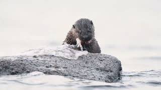 Otter cub finishing off a fish on the Isle of Bute