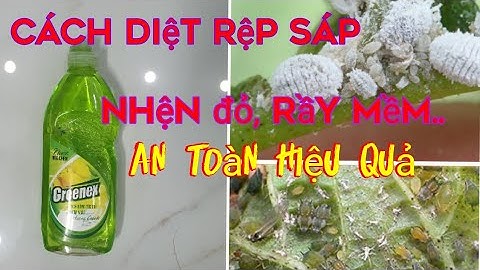 Cách  trị nhện đỏ, rầy mềm, rệp sáp bằng nước rửa bát, an toàn hiệu quả, chăm sóc cây ăn trái.