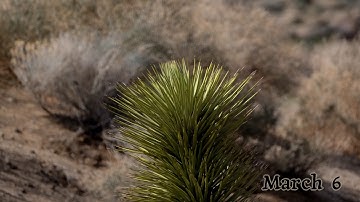 Joshua tree time lapse bloom