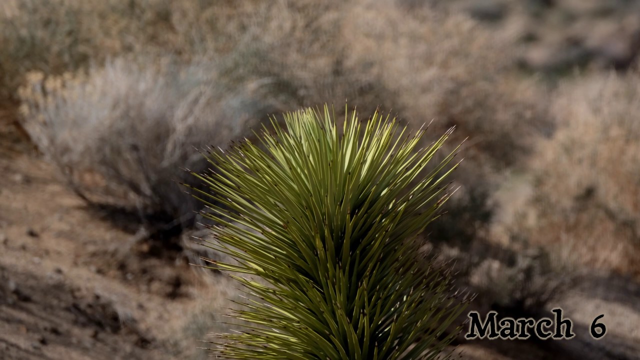 Joshua tree time lapse bloom
