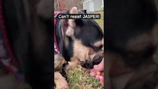 Adopt Jasper! Vbacac.com #adoptable #englishbulldoglovers #englishbulldogs #shelterdog #bulldog #dog Adopt Jasper! Vbacac.com #adoptable #englishbulldoglovers #englishbulldogs #shelterdog #bulldog #dog