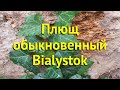 Плющ обыкновенный Биолусток Краткий обзор описание характеристик Hedera Helix Bialystok