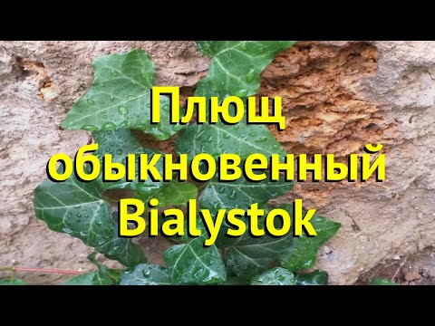 Плющ обыкновенный Биолусток.