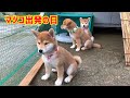 マツコ改めまつばです!マツコ出発の日(里親へ)