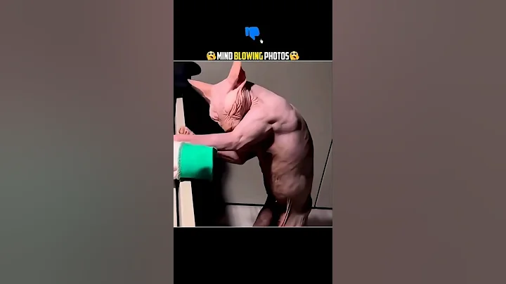 Video 10179531: hairless cat breed, rare cat breeds, weird cat, face cat