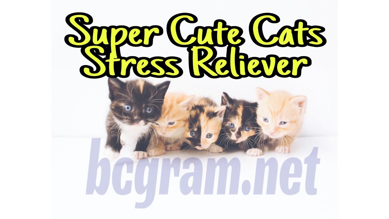 Super Cute Cats that will make your day - Stress reliever cats | bcgram.net