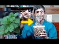 How Japanese Turn Wild Plants into Gut Healing Natto in 2 Days