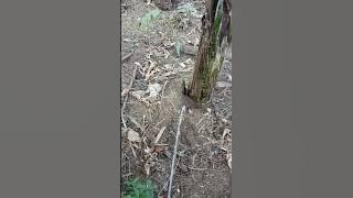 Totorial cara kencing yang nikmat dan legit