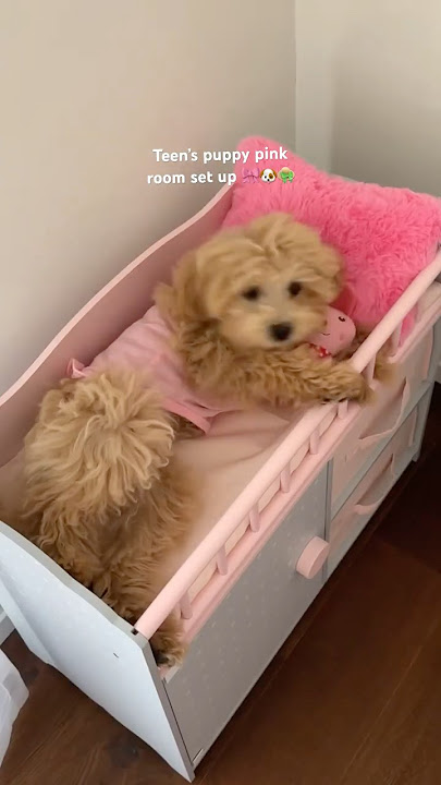 Teen’s puppy pink room set up #shorts #puppy #dog #asmrsounds #pink
