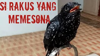 Download Lagu Tips Merawat Anakan Burung KEDASIH Hitam Mutiara | #fabaruschannel MP3 Download Lagu Tips Merawat Anakan Burung KEDASIH Hitam Mutiara | #fabaruschannel MP3