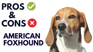 American Foxhound Pros and Cons | American Foxhound Advantages and Disadvantages #AnimalPlatoon