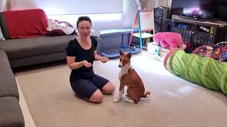 Basenji puppy training that paid off  07: focus and concentration demo with puppy Nubi