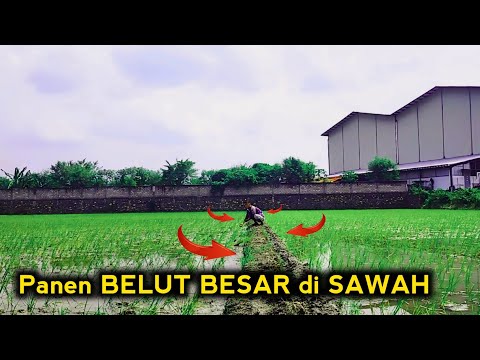 PALING ASYIK !!! MANCING BELUT DI SAWAH BELAKANG PABRIK