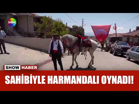 Harmandalı oynayan at şaşırttı!