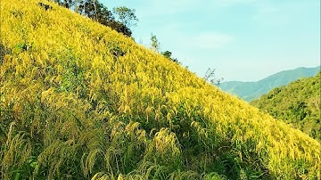 Lúa nếp nương vàng rực trên đồi. @danlencuatui