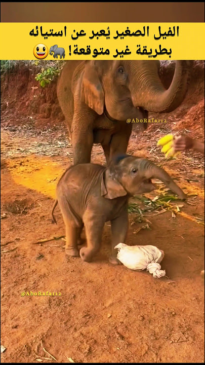 الفيل الصغير يُعبر عن استيائه بطريقة غير متوقعة! 🐘😃 #animals #فيل