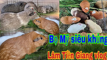 Mô hình hình nuôi bọ ú chuột lang vốn đầu tư ít thu lợi nhuận kinh tế cao#lamtiengiang 