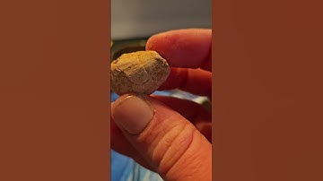 Day 13 Advent Calendar 2023 #rocks #fossil #adventcalendar2023 #minerals #natgeo #stem #december