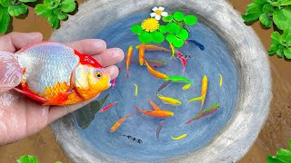 Catch Koi Fish, Goldfish, Glofish, Molly Fish, Manfish, Black Ghost, Barb Fish