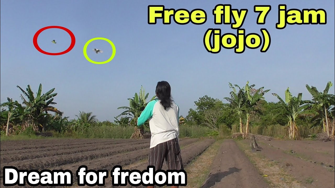 Burung lovebird FF latihan perdana (jojo) bikin gemes