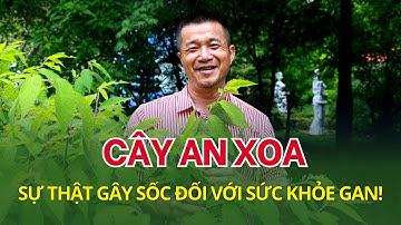 Sự thật bất ngờ về cây an xoa và sức khỏe gan!