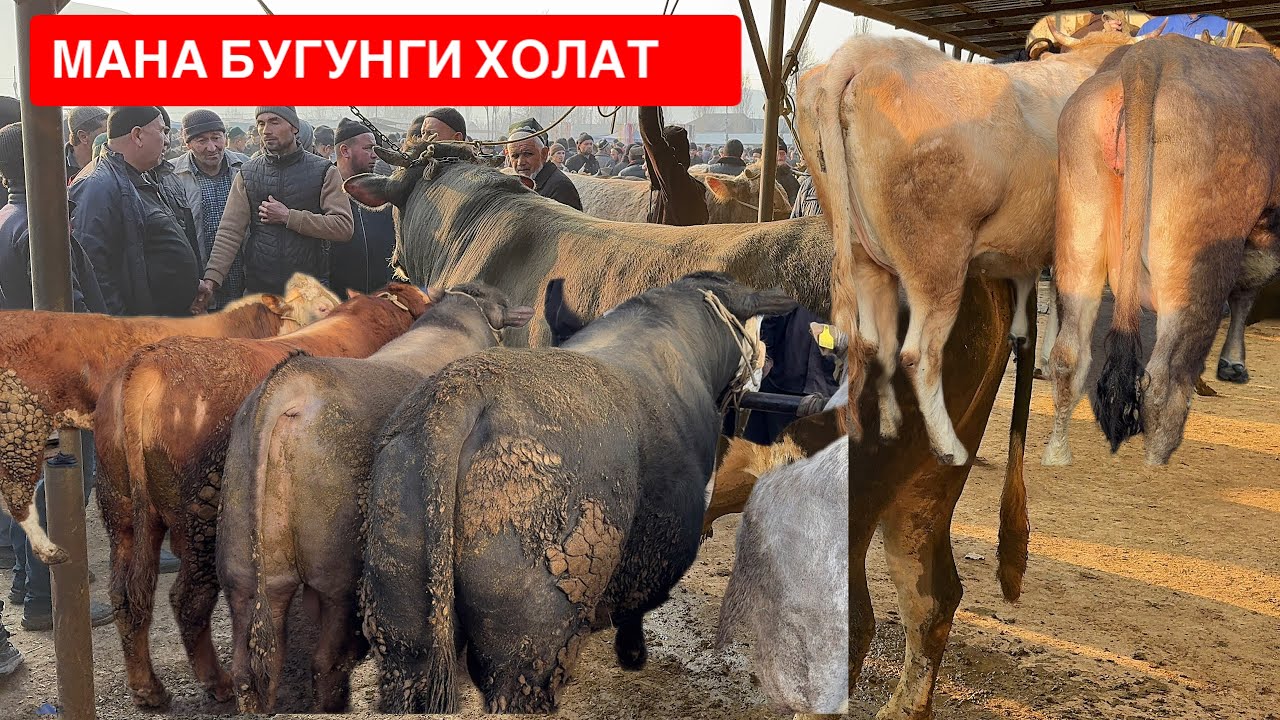 27 февраля 2026 г.Тергачи чорва бозори нархлари билан танишинг. 