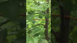 Cayeli (Rize) @