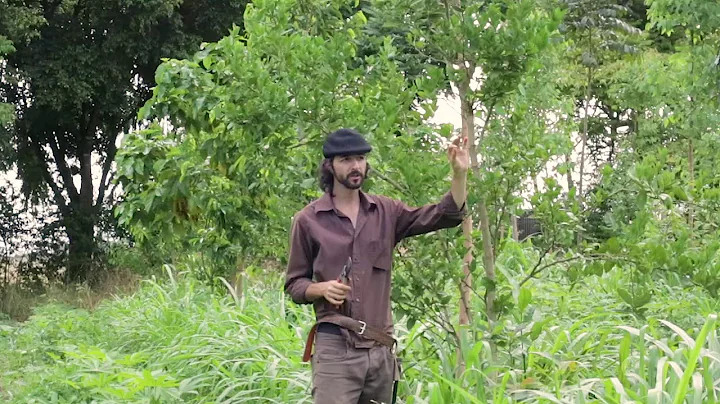 AGROFORESTRY COURSE | Lesson 17 Pt. 3, Module 4 - Pruning | Food Forest COURSE |