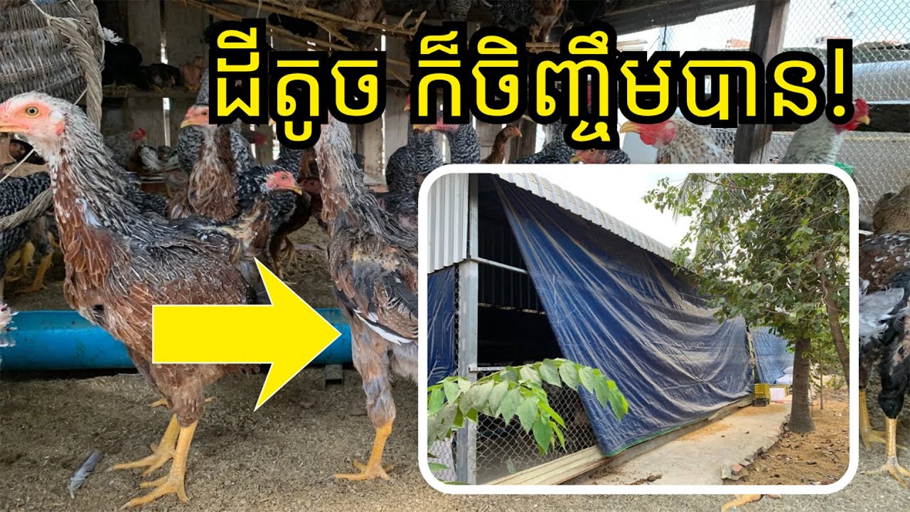 ចង់ចិញ្ចឹមមាន់តែដីតូច មើលវីដេអូនេះ
