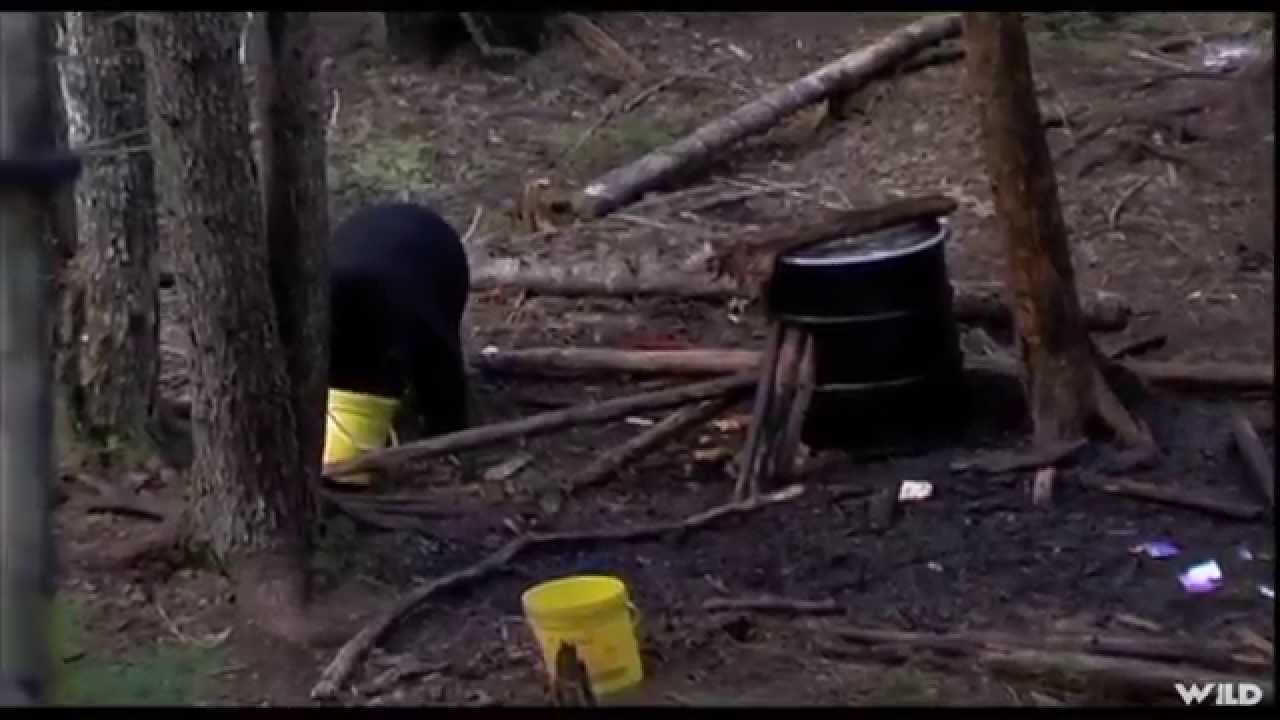 Black Bear Hunting in Nova Scotia Part 1 YouTube
